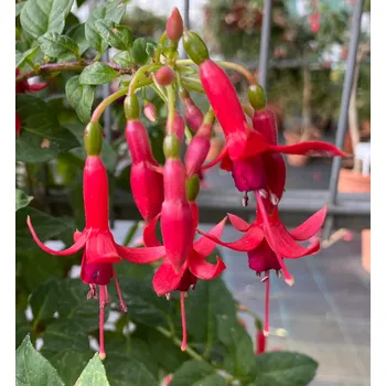 Mephisto Fuchsie 639