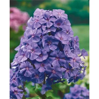 Phlox Paniculata fialová, plamenka latnatá 3142