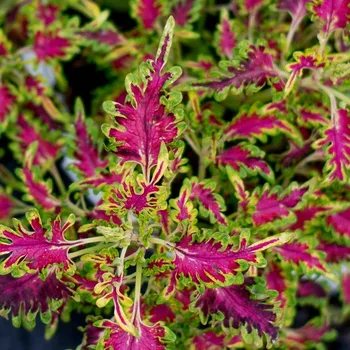 Coleus- Africká kopřiva,rozstřepený list - 154 H