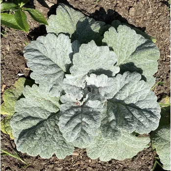 Šalvěj stříbřitá-Salvia Argente