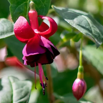 Waldis Ovambo Fuchsie 826