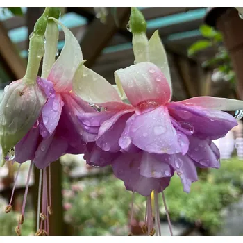 Paul und Carole Fuchsie 974