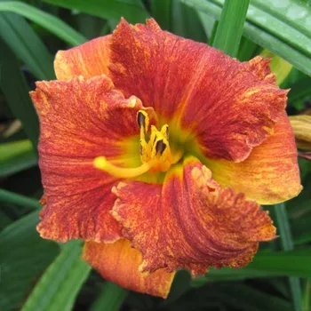 Hemerocallis Spacecoast Freanki Tiky