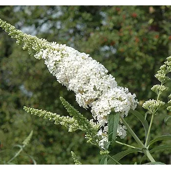 Buddleja Dav. White Profusion - 1008