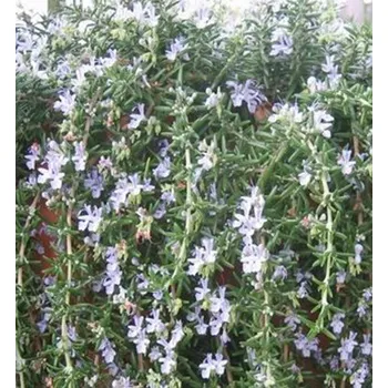 Rosmarinus off.´Riviera (Rozmarýn převislý) - 174L