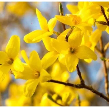 Zlatice (Forsythia Int. Lynwood) - 1034