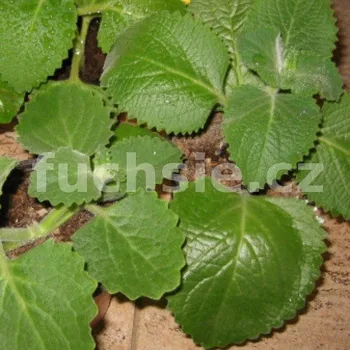 Citronový rýmovník Plectranthus amboinicus (květináč o průměru 9 cm)