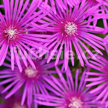 Delosperma- fialové- kosmatec 3096