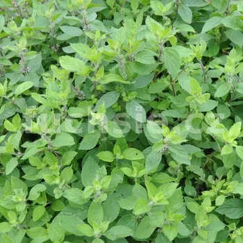 Máta grepová - 162K