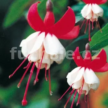 Bud Stubs Fuchsie
