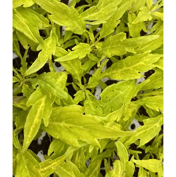 Africká kopřiva, Coleus- Salsa Verde 153 A