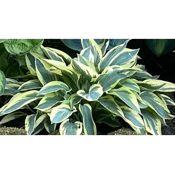 Bohyška, Hosta Wide Brim 3159 A