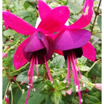 Fuchsie Jollies Revel 1193 F