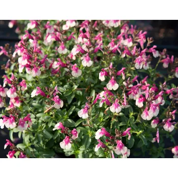 salvia greggii Mirage™ Rose Bicolour- šalvěj růžovo bílá