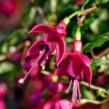 Diva Midnight Fuchsie 483