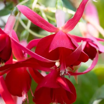 Red Bells Fuchsie 440