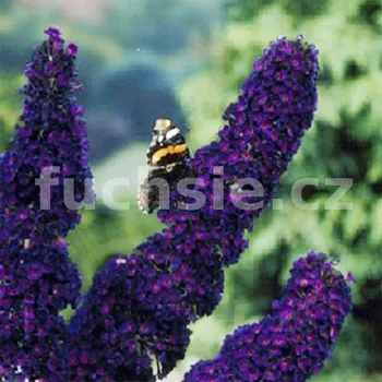 Buddleja Dav. Black Knight (Komule, Motýlí keř,Letní šeřík) - 1001B