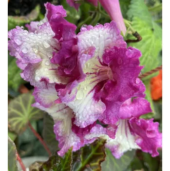 Streptocarpus - Tořivka žlutá s fialovou , krajkou - 027K