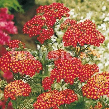 Řebříček (Achillea Mill. Summer P.)