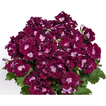 Pelargonie Bermuda Marlot - 1180M