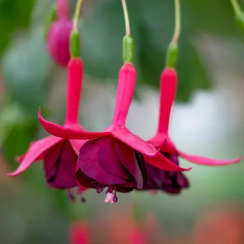 Aalster Glorie (Fuchsie) 1035F