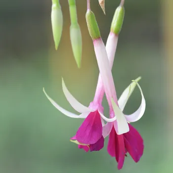 Remmembering Clarie 1107 F