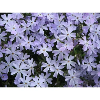 phlox subulata emerald cushion blue- plaménka levandulová