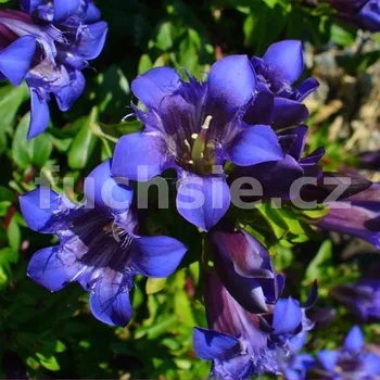 Hořec (Gentiana septemfida)
