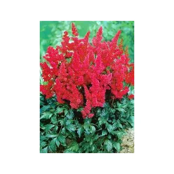 Čechrava, Astilbe Burgundy Red