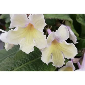 Streptocarpus - Tořivka světle žlutá - 027Z