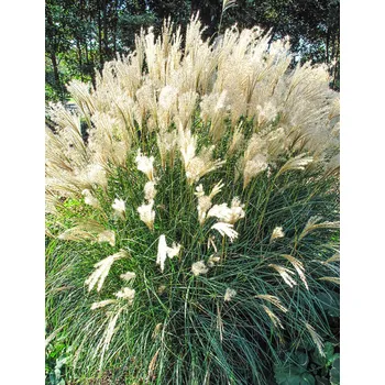 Miscanthus sin. Kleine Fontane- Ozdobnice čínská 3134