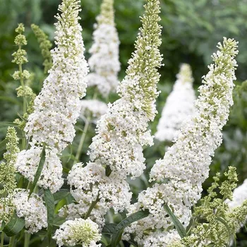 Buddleja cultivars, Motýlí keř, Letní šeřík miniaturní, bílý - 1008M