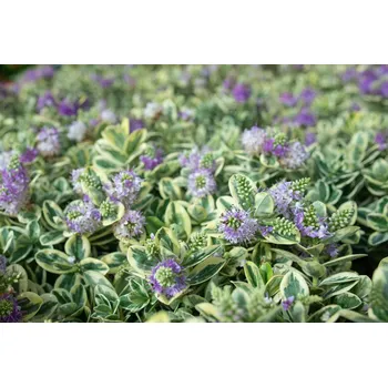 Hebe x andersoni Inspiration - 063A