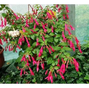 Leverkusen Fuchsie 362