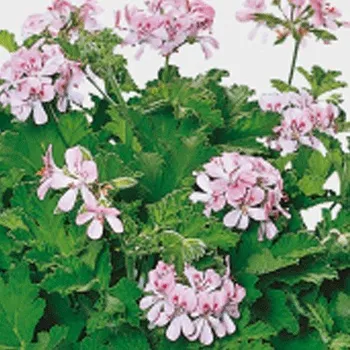 Pelargonie s vůní Mimosa - 1169