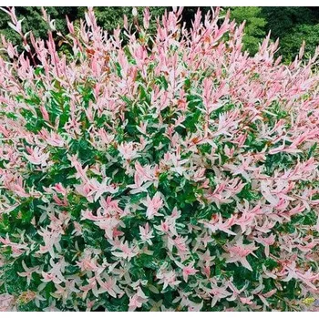 Salix interga Hakuro-nishiki- vrba celolistá - 1067