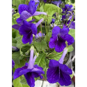 Streptocarphus -Tořivka modrofialová- 027N