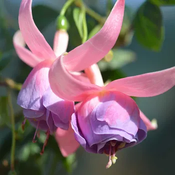 Tuonela Fuchsie (Blackwell GB 1969) 271