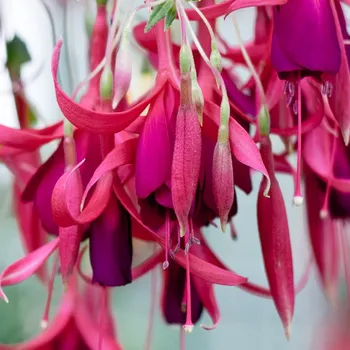 Frozen Tears Fuchsie