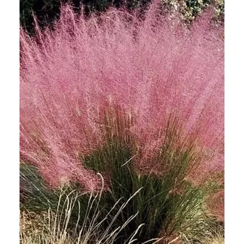Muhlenbergia Capillaris 3129