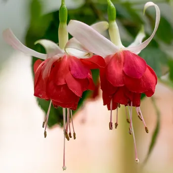 Ingrid und Werner Kesser 1123 F