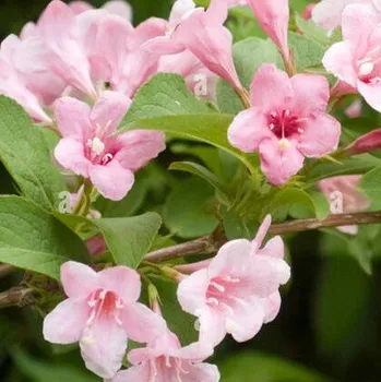 Vajgélie (Weigela Splendit) - 1077M