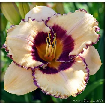 Hemerocallis Alaqua- Denivka