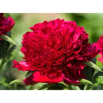 Paeonia 'Red Sarah Bernhardt'- Pivoňka 3164 čínská