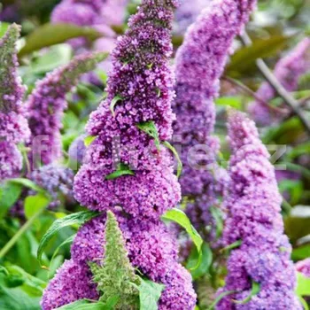 Buddleja Dav. Peacock (Komule, letní šeřík, Motýlí keř) - 1001A