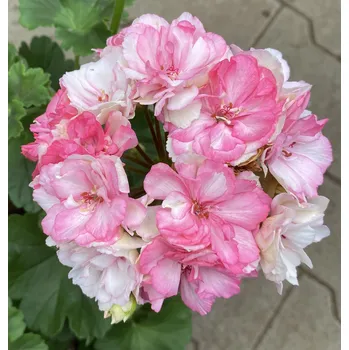 Pelargónie zonale růžičkokvětý Paperbloom - 1291