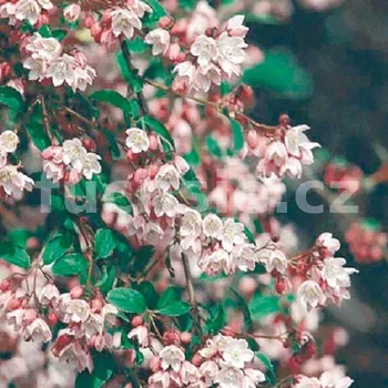 Trojpuk (Deutzia Purp. Kalmiflora) - 1029