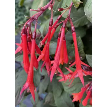 Koralle Fuchsie (Bonsted D 1905) 204