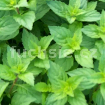 Máta zázvorová (Mentha gracilit, Ginger) - 162B