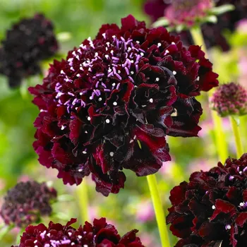 Scobiosa Boracca hlaváč červený